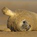 Seal pup 091206_2